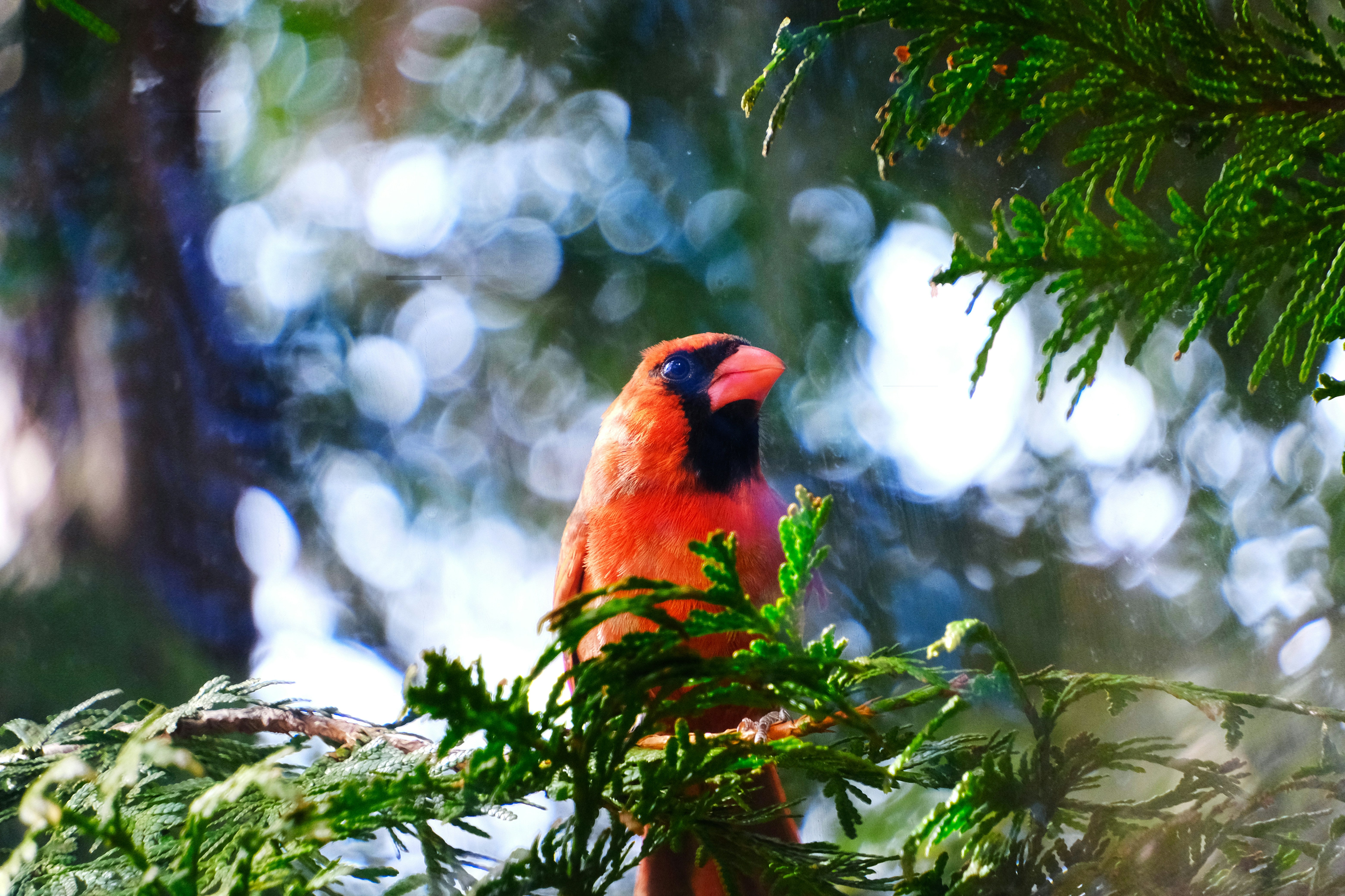 Cardinal Scents Perfume